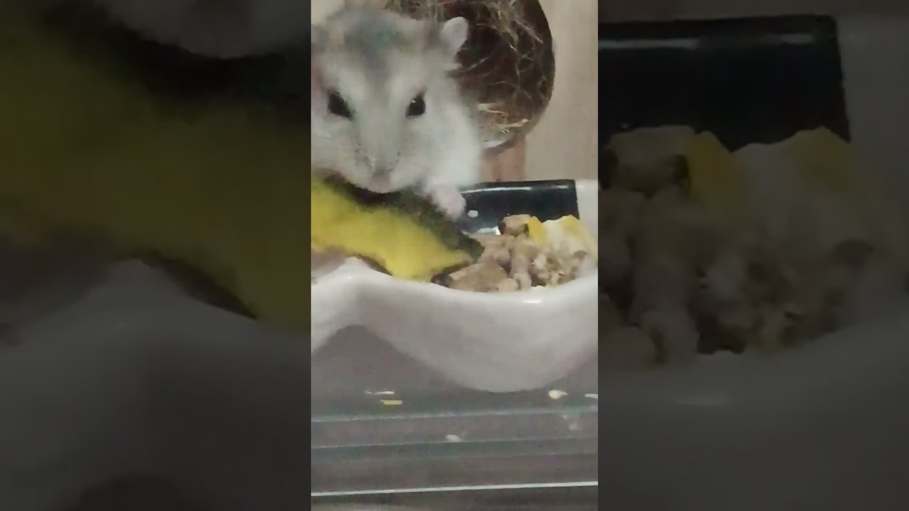 カボチャを食べるハムスター