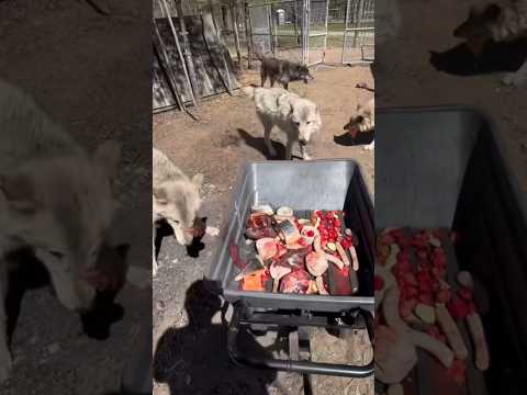 Wolf’s eating raw meat 🍖 #nature #wolf #food