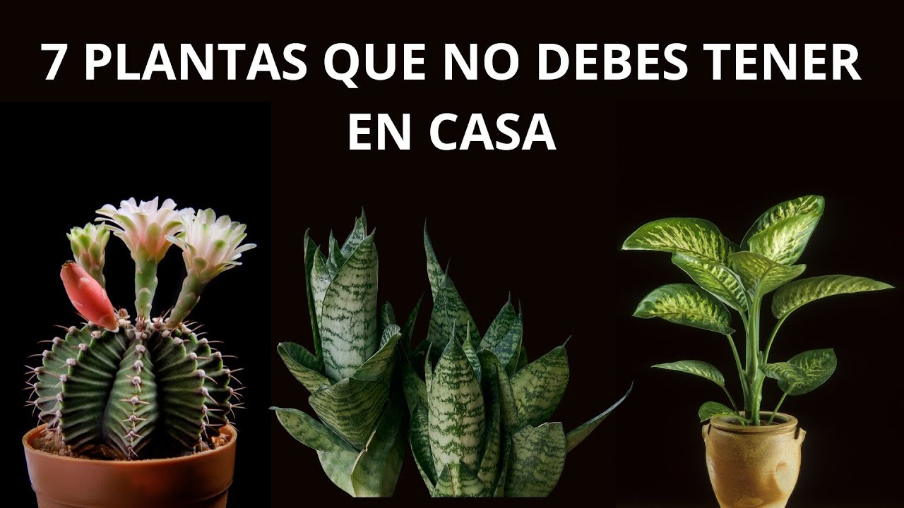 7 PLANTAS QUE NO DEBES TENER DENTRO DE CASA Y 10 QUE NO DEBEN FALTAR.
