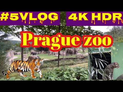 Visit Prague to Prague Zoo !! Czech Republic || Enjoy trip Prague Zoo #5vlog|| @praguecitywalk