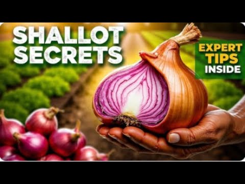 𝐒𝐡𝐚𝐥𝐥𝐨𝐭 𝐆𝐫𝐨𝐰𝐢𝐧𝐠 𝐒𝐞𝐜𝐫𝐞𝐭𝐬: 𝐎𝐮𝐭𝐬𝐡𝐢𝐧𝐞 𝐎𝐧𝐢𝐨𝐧𝐬 𝐰𝐢𝐭𝐡 𝐄𝐱𝐩𝐞𝐫𝐭 𝐓𝐢𝐩𝐬!