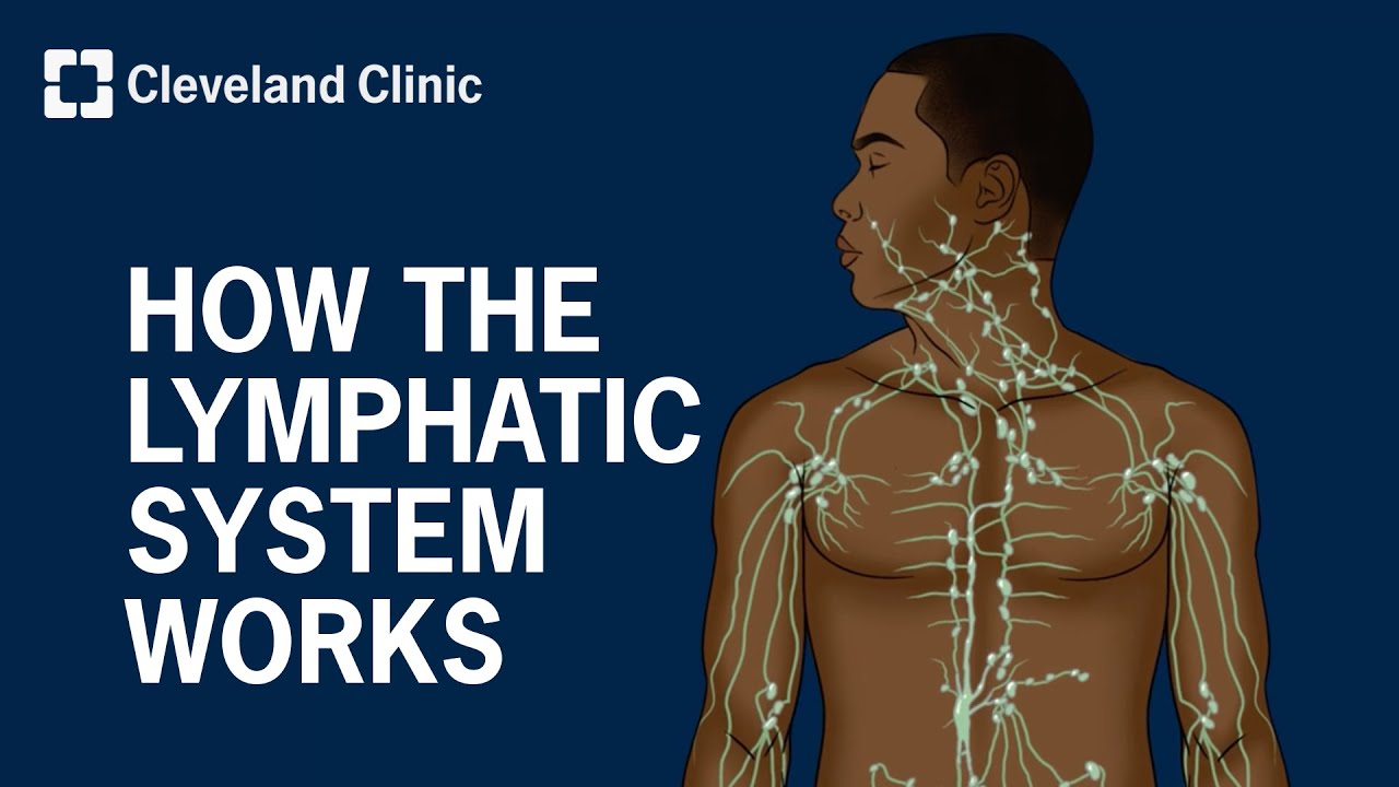How Does the Lymphatic System Work?