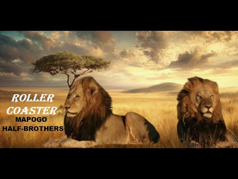 Roller Coaster Lion Coalition (6 males) 🦁 Mapogo half-brothers, Kings of Mala Mala (Sabi Sand) #lion