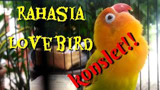 Download lagu Bongkar rahasia lovebird konslet!!! Tak perlu repot mp3