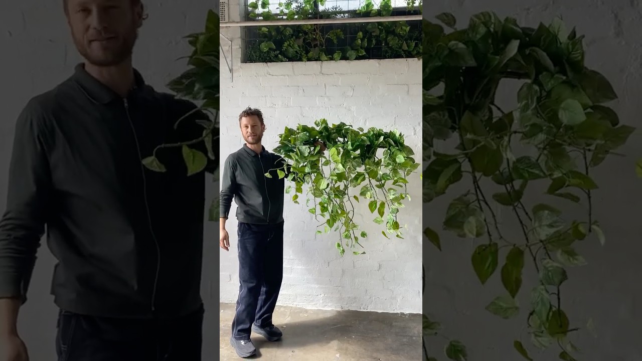 Our Trailing Pothos
