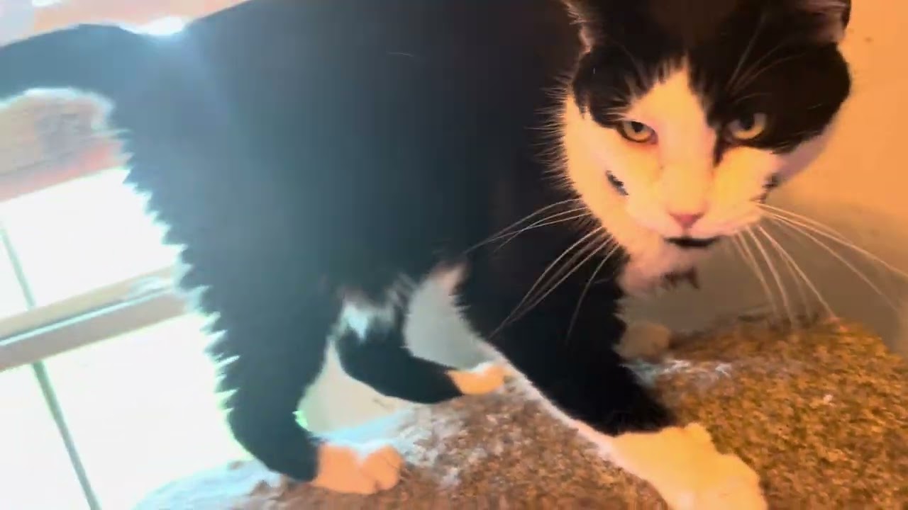 Enlarge Frigg (senior), a Adoptable Domestic Short Hair in Blanchard, OK video 6/6