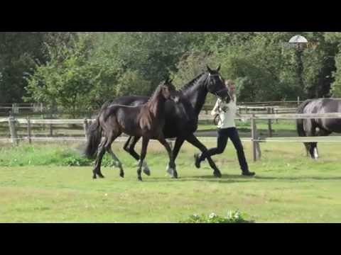 Fürstenball Sandro Hit