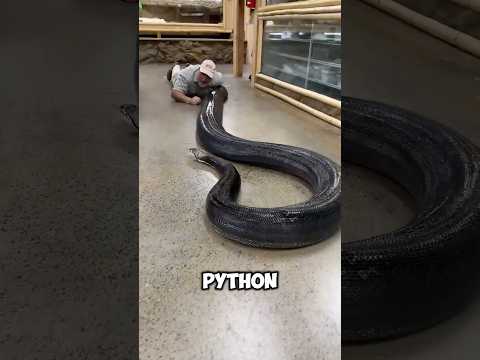 Top Three Snakes With the Longest Lifespans🐍😨