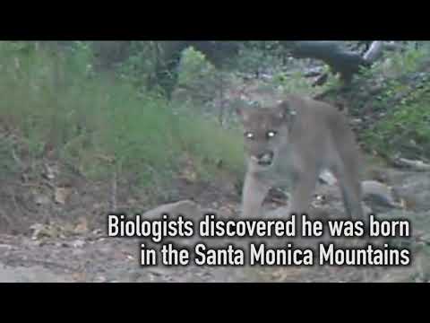 Griffith Park mountain lion P-22 suspected of killing koala at LA Zoo - Los  Angeles Times