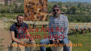 Ana Arı Nasıl Üretilir?  Yığılca Ana Arı Üretim Süreci A’dan Z’ye Bu v
