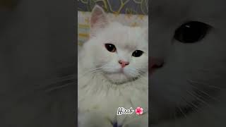 Download lagu Sabar ♥️🌺#allah #allahuakbar #nabipakﷺ #deen #sabar # ar rehman #al muntaqim#al samad#al gafoor#rab mp3 Download lagu Sabar ♥️🌺#allah #allahuakbar #nabipakﷺ #deen #sabar # ar rehman #al muntaqim#al samad#al gafoor#rab mp3