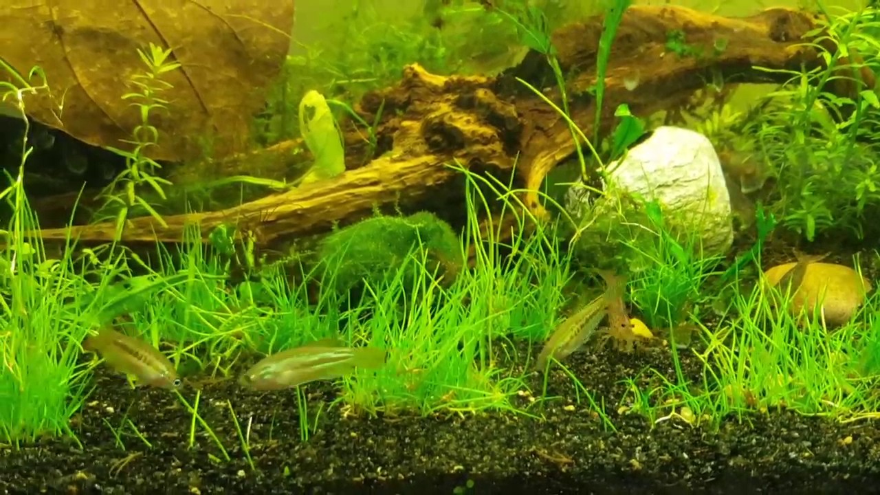 Sparkling Gourami • Care Guide (Tank Setup & Mates)