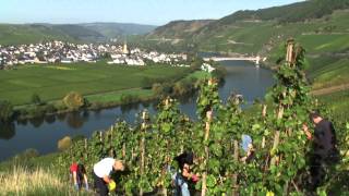 preview picture of video 'Wine resort & Guest house Clüsserath-Weiler in Trittenheim, Mosel,Germany: German Riesling wines'