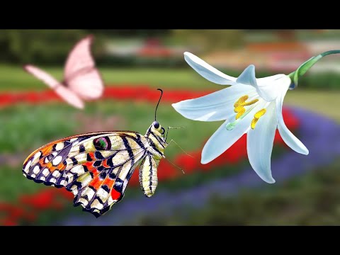 Most Beautiful Butterflies & Flowers 🦋🌼 |  Amazing Nature Scenery