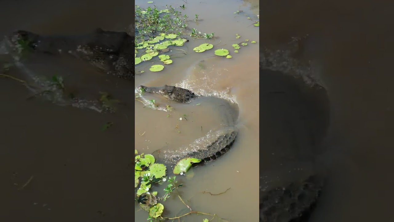 YouTube Short thumbnail