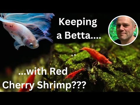 Can Red Cherry Shrimp Live With A Betta? HOW TO MAKE THIS COMBINATION WORK?