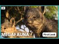 Megafauna: What Killed Australia