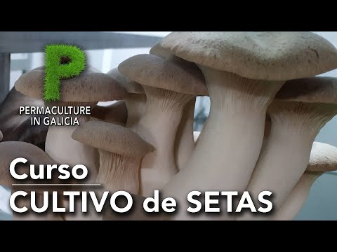 , title : 'SETAS. Como plantar setas. Curso introducción a la micología -  Permacultura en Galicia'