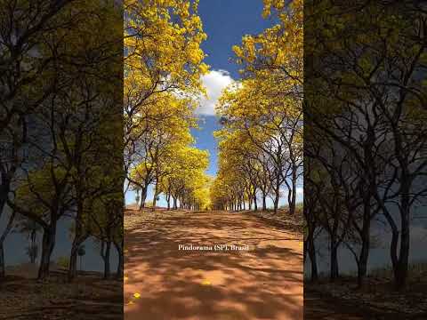 INCRÍVEL: Ipês-Amarelos em uma estrada de Pindorama (SP), Brasil #shorts