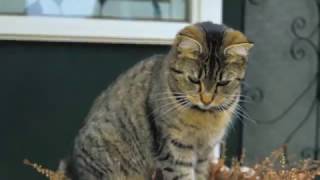 Kirk Knight - Young Ones (unofficial music video)