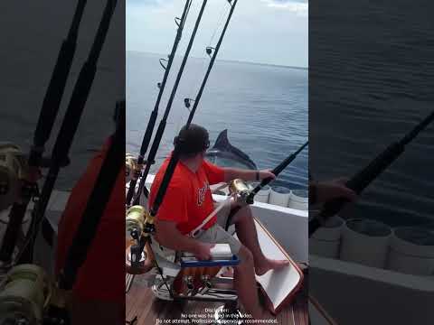 Unexpected fish behavior.#fish #funny #sealife #fishvideo #viral #foryou