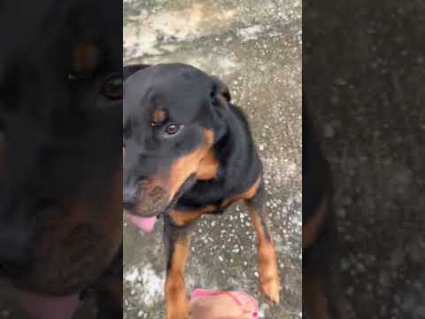 Vídeo de Luna