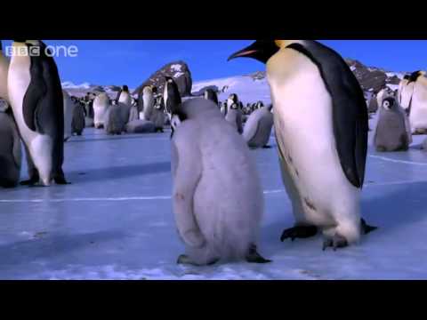 Thumbnail of the video: Penguins Learn to Skate - Penguins: Spy in the Huddle - Episode 3 Preview - BBC One