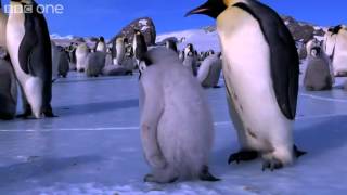 Penguins Learn to Skate - Penguins: Spy in the Huddle - Episode 3 Preview - BBC One