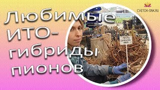 Любимые ИТО-гибриды пионов / Сад Ворошиловой