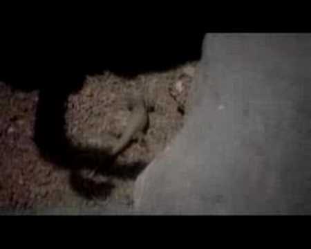 Fistik - Godina za godinom