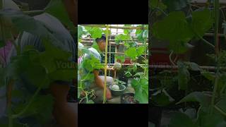 Download lagu Panen melon polybag mp3 Download lagu Panen melon polybag mp3