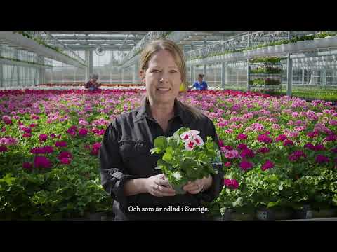 Sommarblommor från Sverige