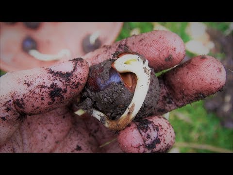 How to grow chestnut trees by yourself? #4