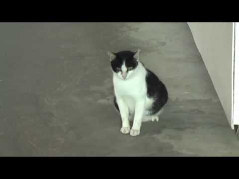 Chalong Bay - Katze im BIG BUDDA Zelt