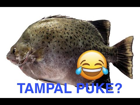 ALAM MO BA: Tampal Puke