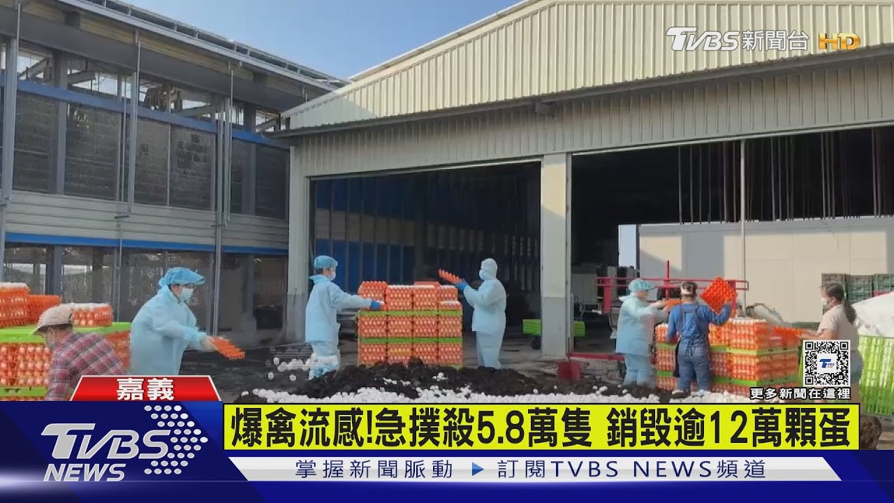 入秋首例通報禽流感! 緊急撲殺5.8萬隻蛋雞