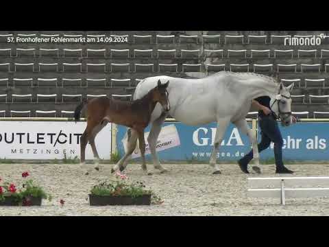 KN 19 HF v. Quite Great - Cornet de Lux