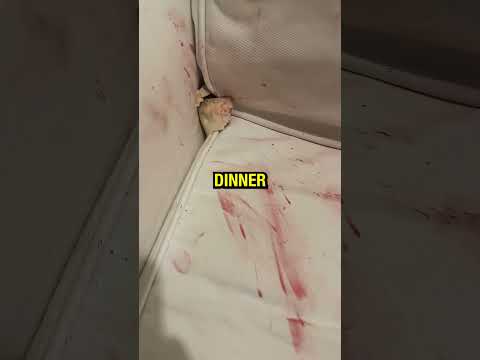 Don't Check The Sound.. ⚠️‼️