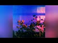 ARCMAHINEXX FLOWERS BY THE SEA OFFICIAL AUDIO