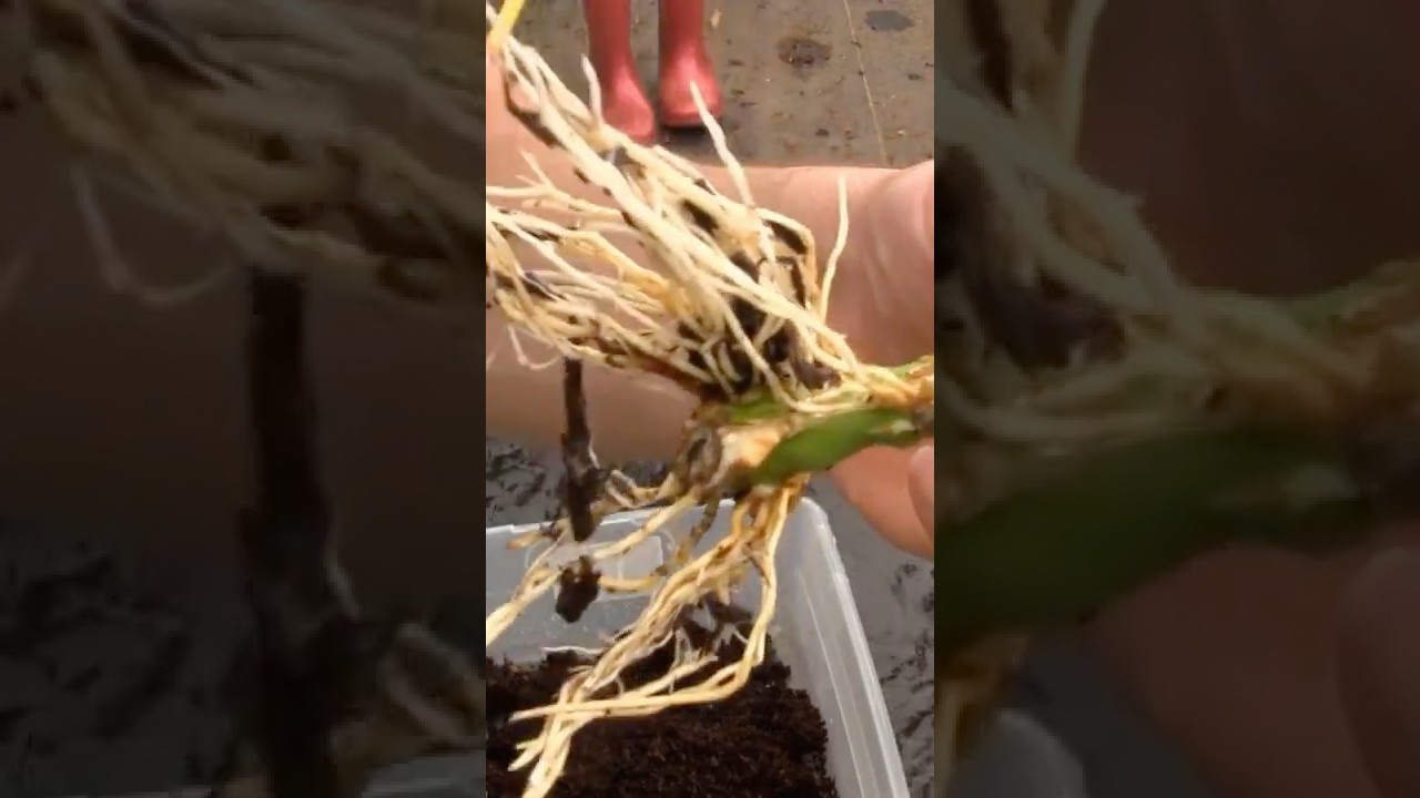 How to Grow Roses from Cuttings Fast and Easy | Rooting Rose Cuttings with a 2 Liter Bottle #shorts