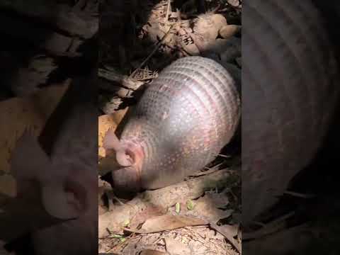 Lindo Tatu Bola perto do rio araguaia.