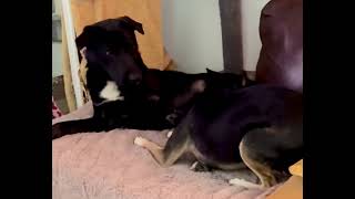 Video preview image #1 Labrador Retriever-Unknown Mix Puppy For Sale in Mount Laurel, NJ, USA