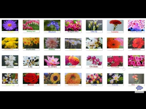 Flowers | Flowers name  | Learn 30 flower names in  English | Fancy flowers names | Flowers name