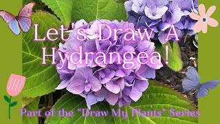 Learn to draw a Hydrangea - Part of my "Draw My Plants" series