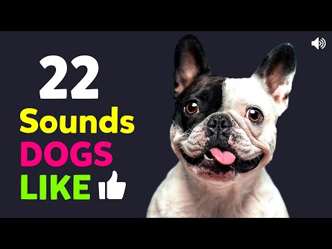 22 Sounds That Dogs Like and Love To Hear 🐶