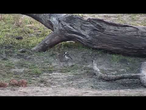 Djuma: Blacksmith Lapwing chick feeding - 05:46 - 09/19/2022