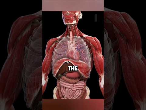 Smelling Salts EXPLAINED