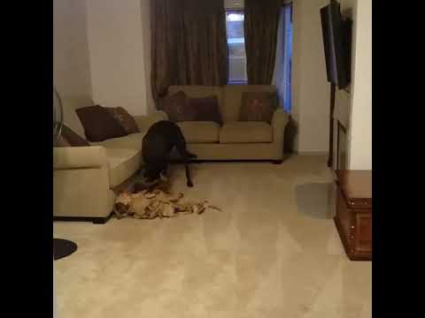 Ferocious cute lab puppy utterly decimates unassuming poor innocent paper bag
