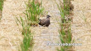 ツバメチドリ子育て、ベニバト飛来、シギ・チドリ秋の渡りなど(動画あり)