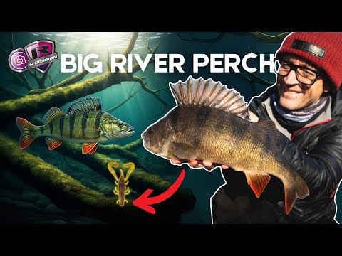 Perch Fishing on the River Severn